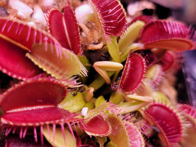 Carnivorous Plants