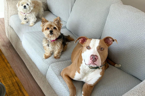 three dogs sitting on the couch