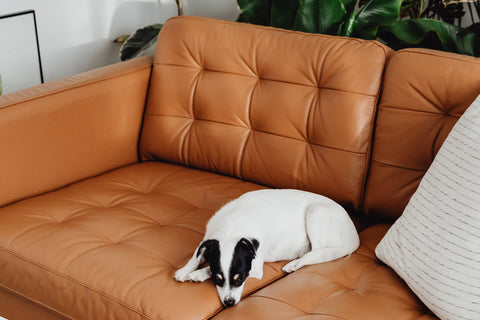 dog laying on a tan couch