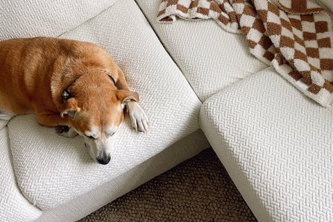 dog couch covers with dog laying on them