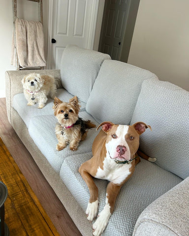 three dogs on a couch with couch covers