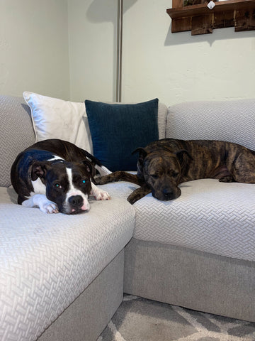 two dogs on a a couch with couch covers