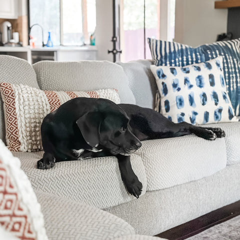 black dog laying on couch