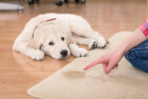 dog accident indoors