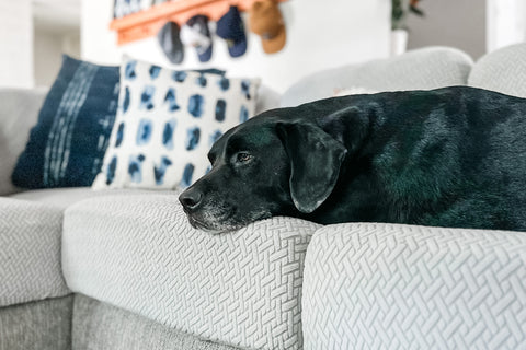 dog comfortably laying on couch