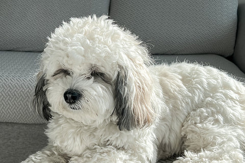 dog content on couch