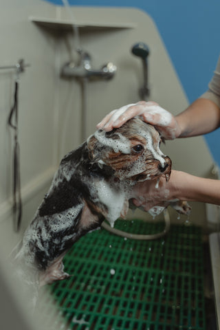 A dog getting a bath