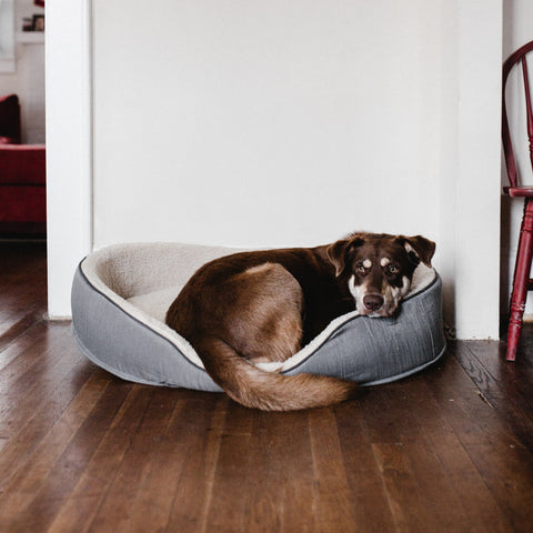 dog laying in a dog bed