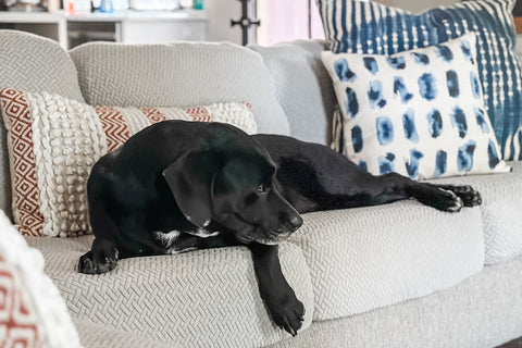 dog laying on couch with couch covers