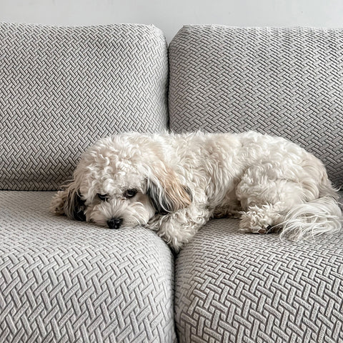 dog laying on couch with sofa covers