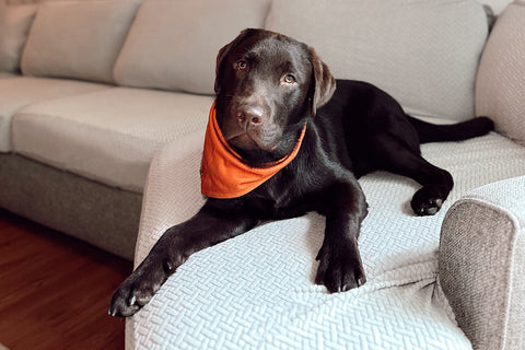 dog laying on couch