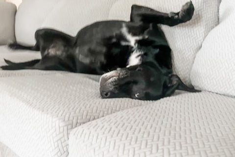 dog rolling on sofa