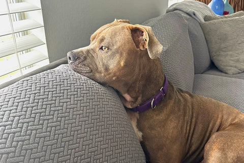 dog sitting on sofa with sofa covers