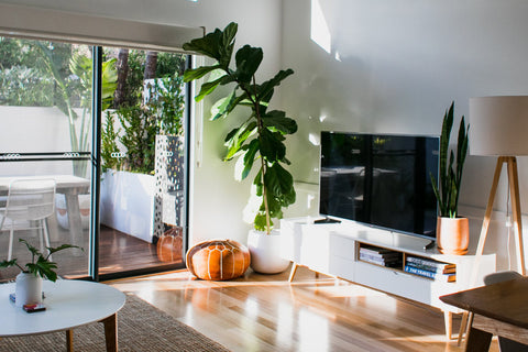 fiddle leaf fig plant