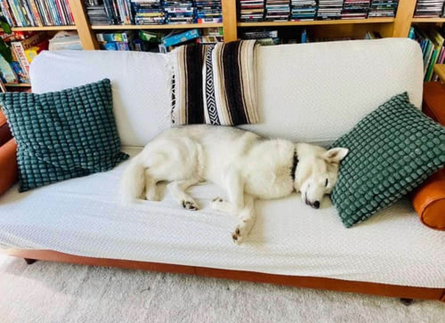 A white dog sleeping on a couch with green pillows and a bookcase in the background.