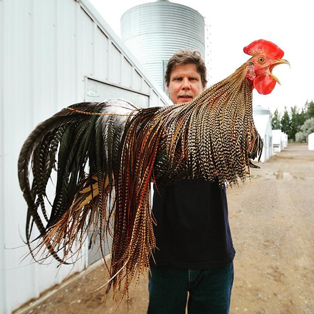 Chicken Parts: All About Hackle, Fly Tying, Rooster Feathers 