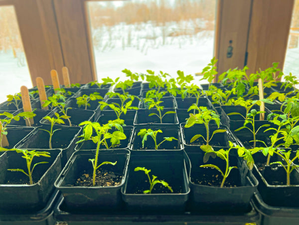 Lots of small tomato plants in square black pots in front of a big window with snow outside.