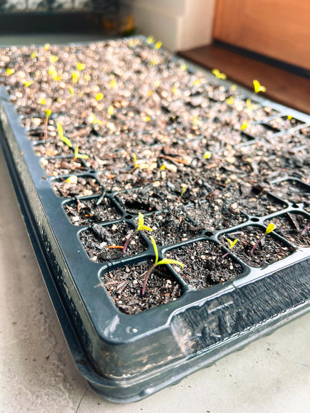 Close-up of black seed-starting tray with tiny tomato plant seedlings.