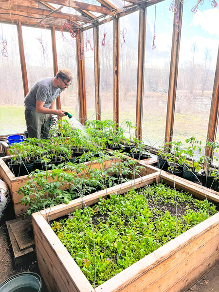 Olaus Linn standing inside greenhouse and watering tomato plants in pots standing in a wooden raised garden bed.