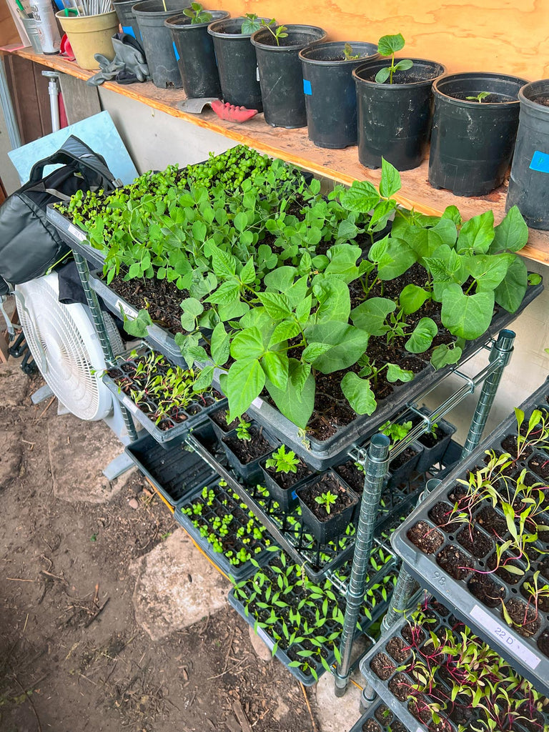 Wire rack in a greenhouse full of small vegetable plant starts in trays.