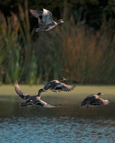 American Wigeon