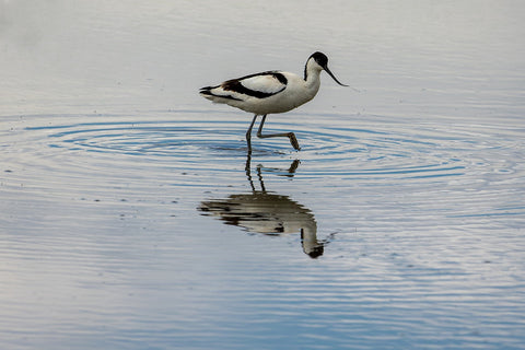 Avocet