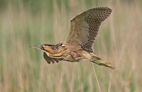 Bittern