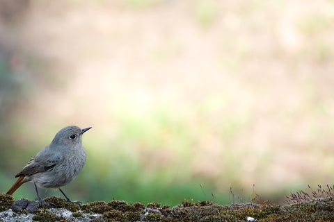 Black Redstart