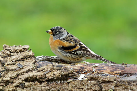 Brambling