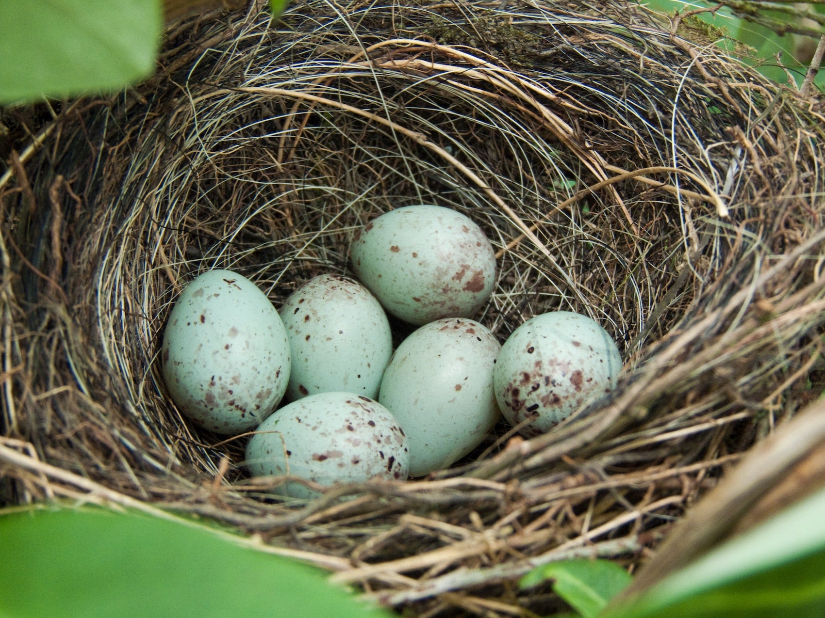A bullfinch nest with a clutch of eggs.