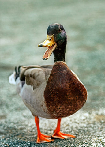 Duck