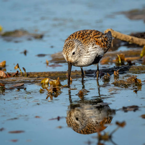 Dunlin