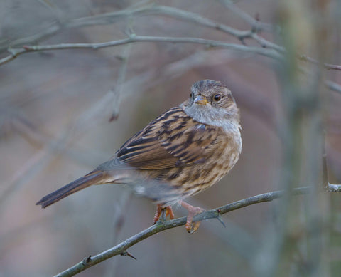 Dunnock