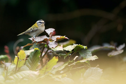 Firecrest