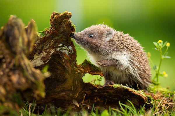 Garden Hedgehogs