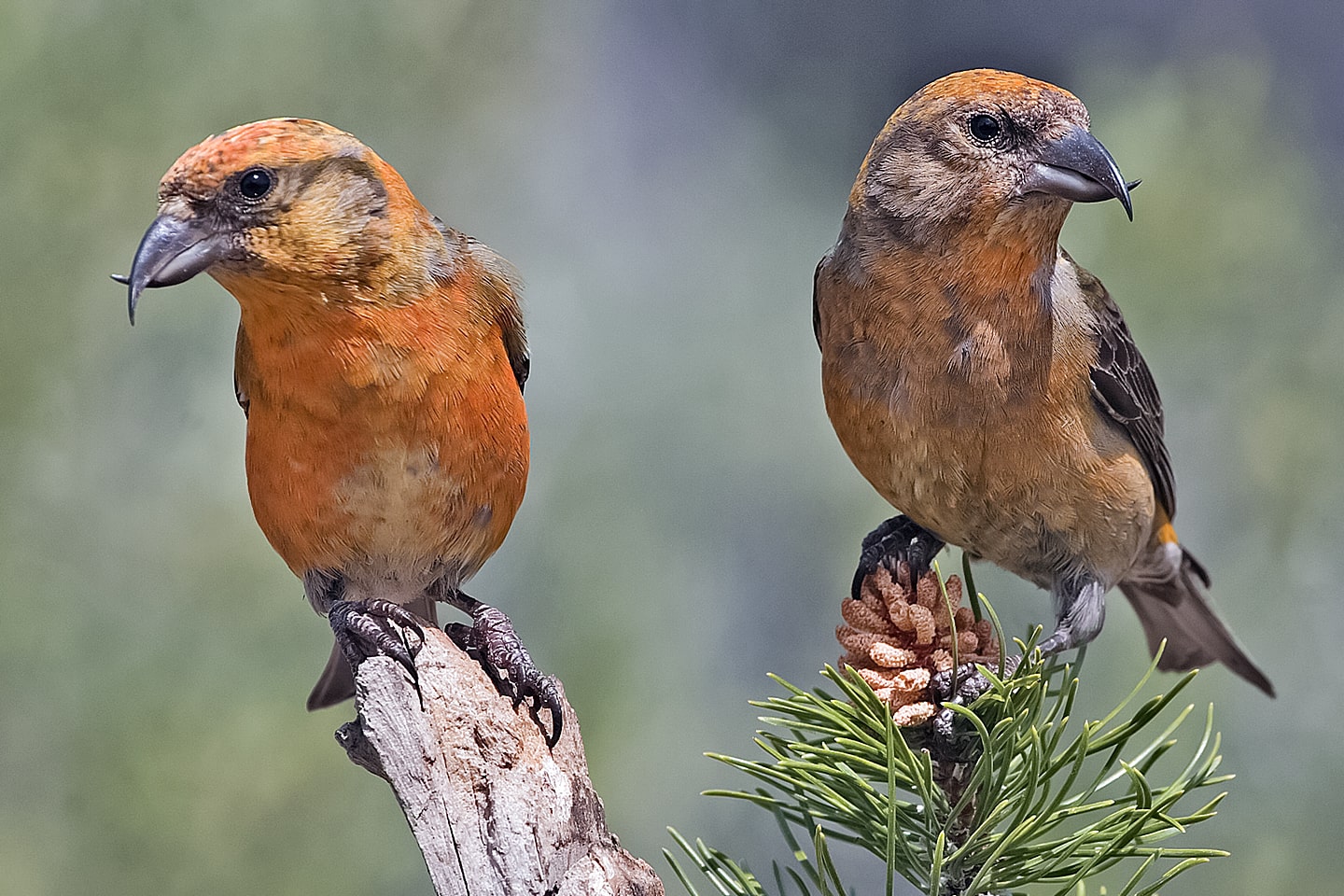 A pair of UK Crossbills.