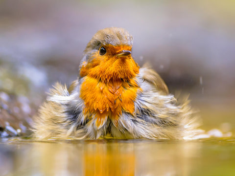 Robin in Bird Bath