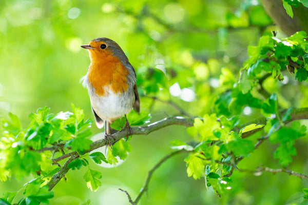 Robin in Trees