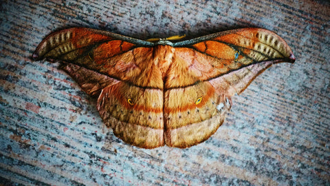 V Moth