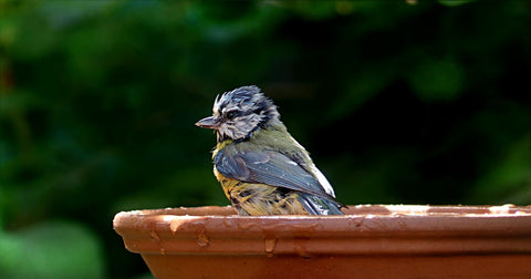 Bird Bath