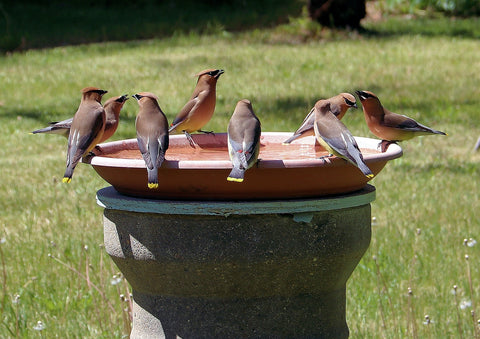 Bird bath