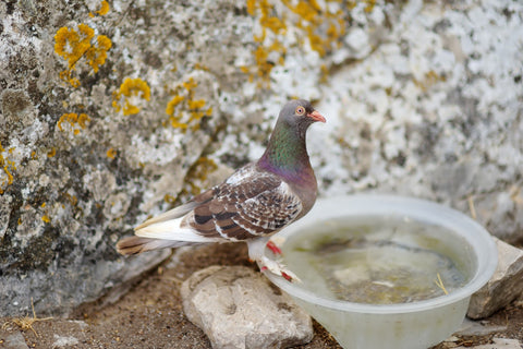 Bird Bath