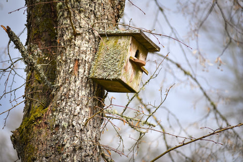 Bird box