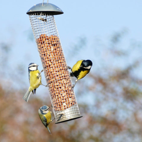 Bird Feeder Hanging