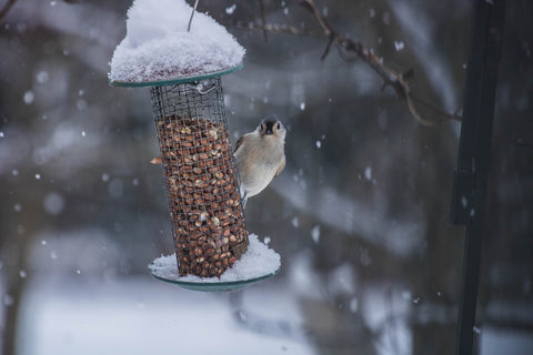 Bird feeder in the winter