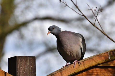 Pigeon