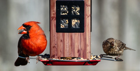 Birds Eating out of luxury bird feeder