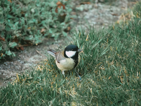 Bird on grass