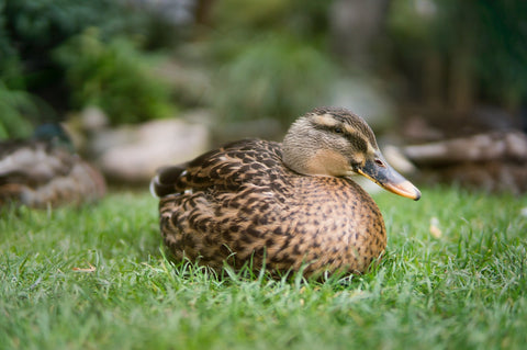 Duck on grass
