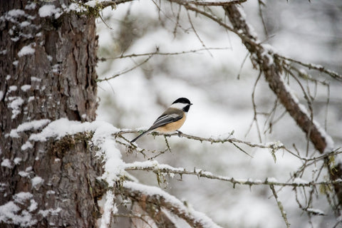 Bird in the garden in the winter